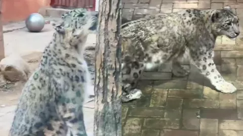 西宁雪豹闹闹逃逸