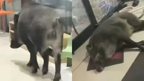 抚顺金水岸野猪舞蹈室破坏事件