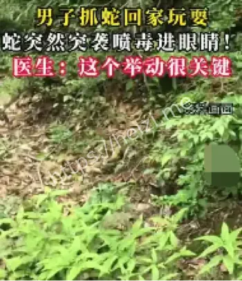 五步蛇喷毒事件