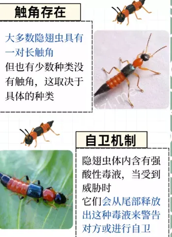 洛阳隐翅虫工地爆发