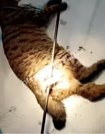 让物业清理尸体