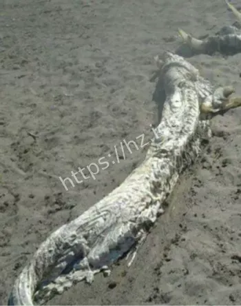 营口坠龙事件真相